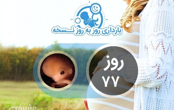 عکس جنین هفت روزه