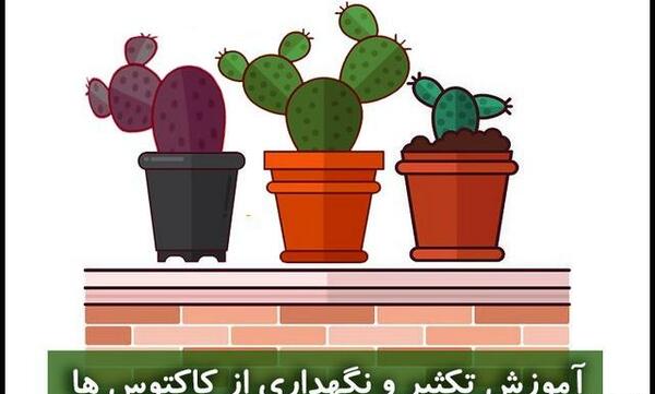 عکس کاکتوس غمگین