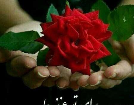 عکس گل برای پروفایل واتساپ نوشته دار