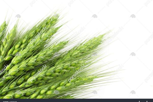 عکس سبز گندم