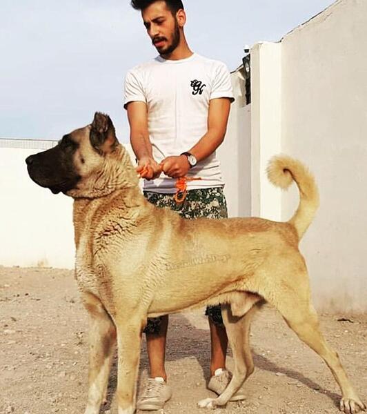 عکس سگ سرابی سیاه توله