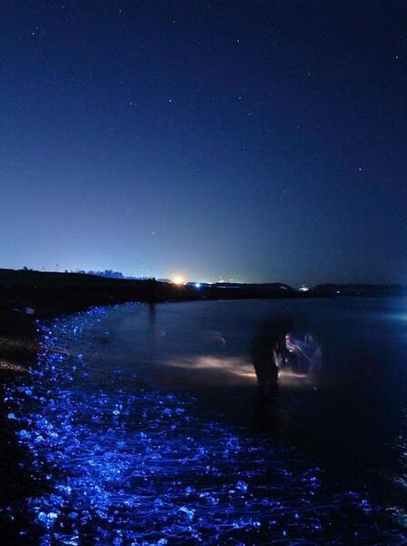 عکس شب نما