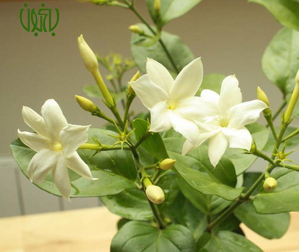 عکس یاس رازقی