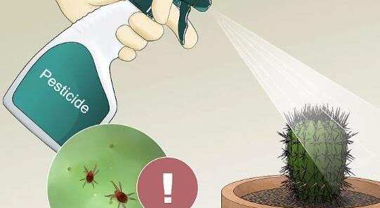 عکس گل کاکتوس عنکبوتی
