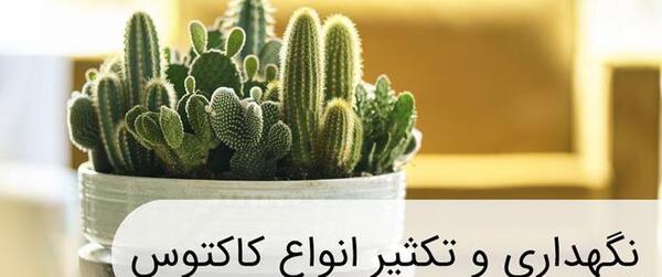 عکس گل کاکتوس عنکبوتی