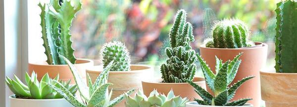 عکس کاکتوس بیابانی