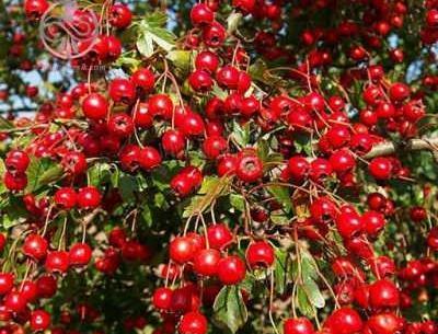 عکس زالزالک قرمز