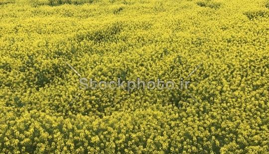 عکس گلزار طبیعت