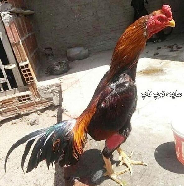 عکس پروف جنگی