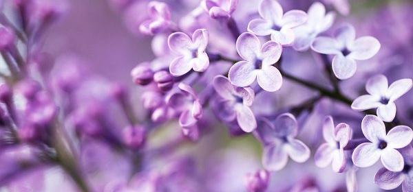 عکس گل یاس قشنگ