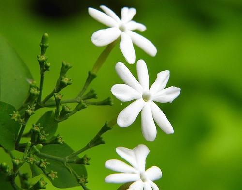 عکس گل یاس قشنگ