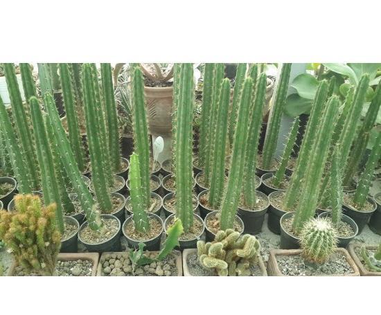 عکس کاکتوس خیاری