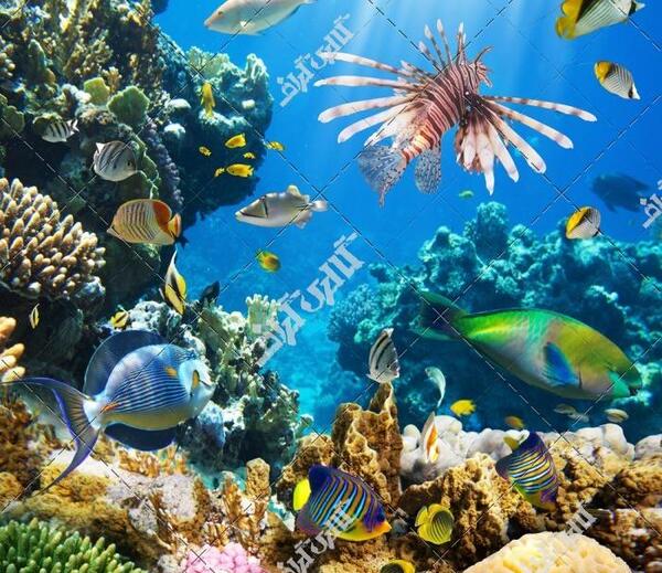 عکس داخل دریا