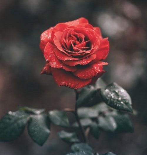 عکس آبی و زرد