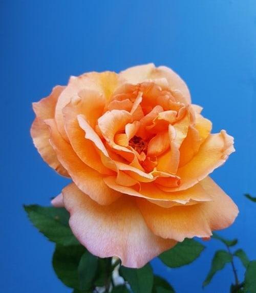 عکس آبی و زرد
