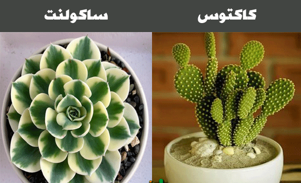 عکس کاکتوس و ساکولنت