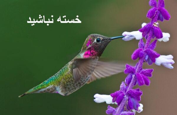 عکس خانم گلم خسته نباشید