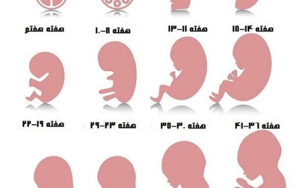 عکس بارداری یک ماه