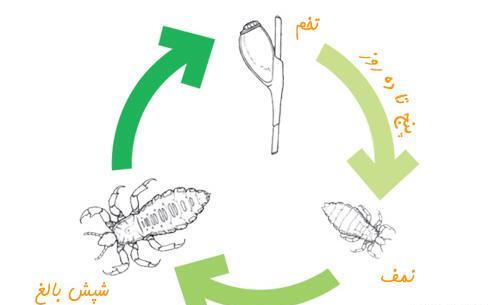 عکس جای نیش شپش سر