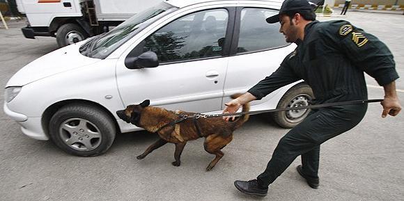 عکس سگ سرابی پلیس