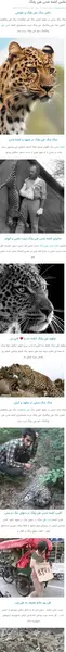 عکس سگ سرابی علی پلنگ