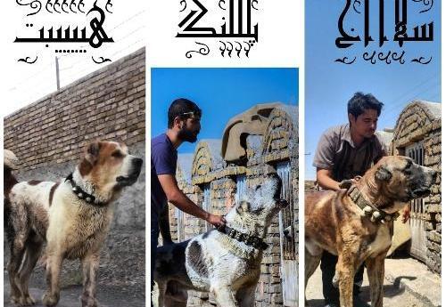 عکس سگ سرابی علی پلنگ