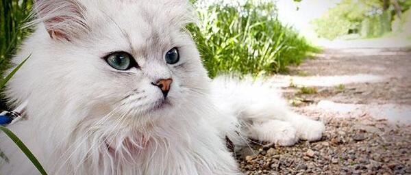 عکس گربه طوسی مشکی