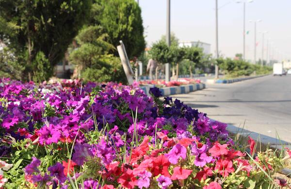 عکس گلزار پاکدشت