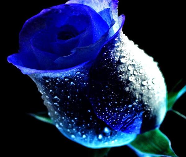 عکس گل آبی برای پروفایل واتساپ