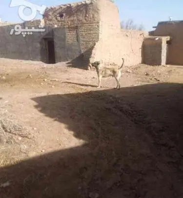 عکس سگ سراب نر