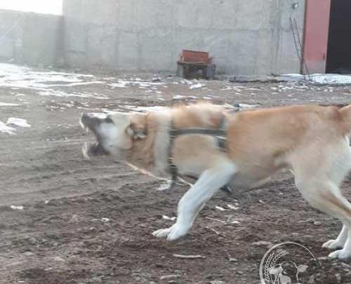 عکس سگ سراب نر