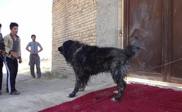 عکس سگ سراب نر