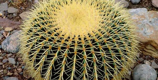 عکس کاکتوس صندلی مادر زن