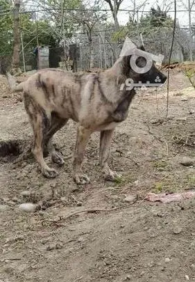 عکس سگ سرابی و عراقی