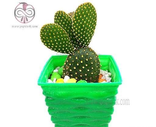 عکس کاکتوس گوش خرگوشی