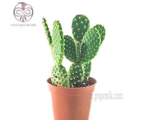 عکس کاکتوس گوش خرگوشی