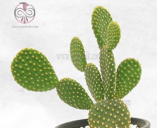 عکس کاکتوس گوش خرگوشی