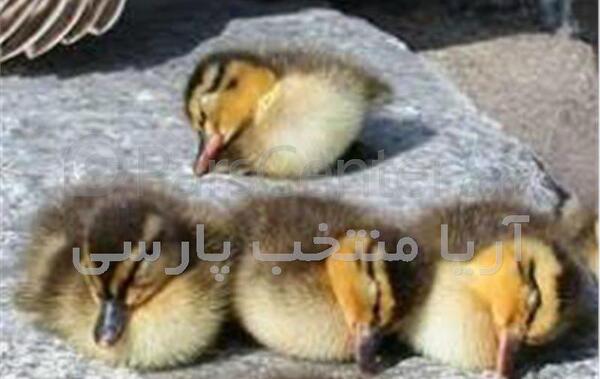 عکس خوابیدن جوجه اردک