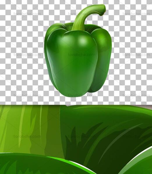 عکس عدس سبز شده