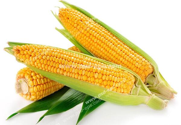 عکس عدس سبز شده