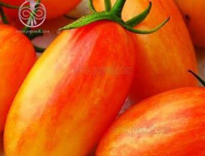 عکس گوجه چری