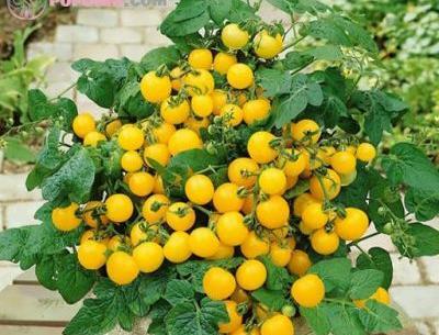 عکس گوجه چری