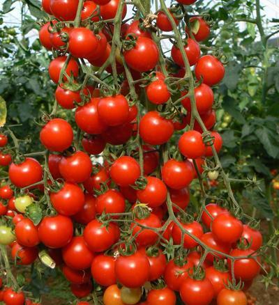 عکس گوجه چری
