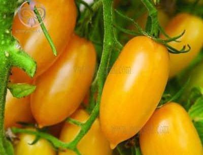 عکس گوجه چری