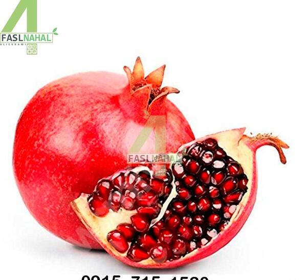 عکس انار قرمز