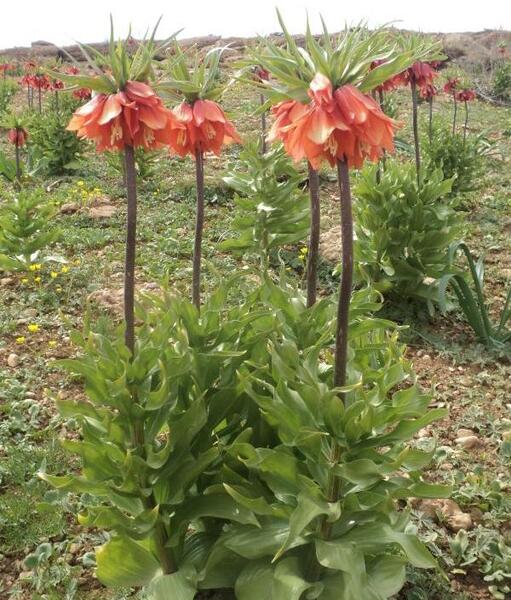 عکس هایی از شهرستان ریگان