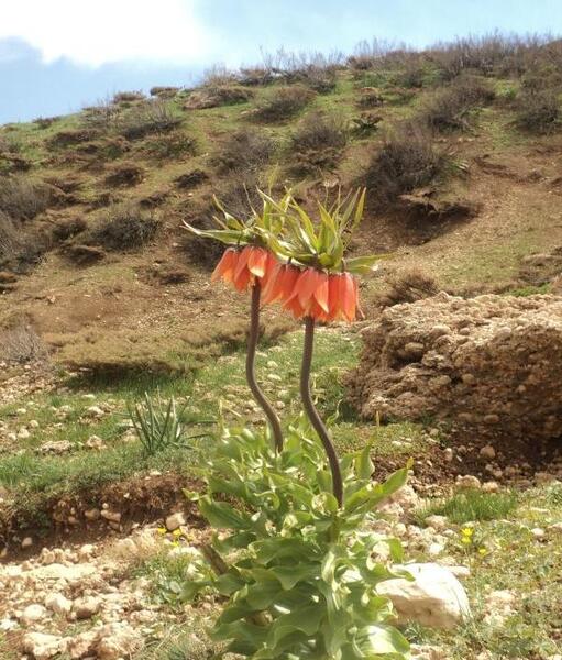 عکس هایی از شهرستان ریگان