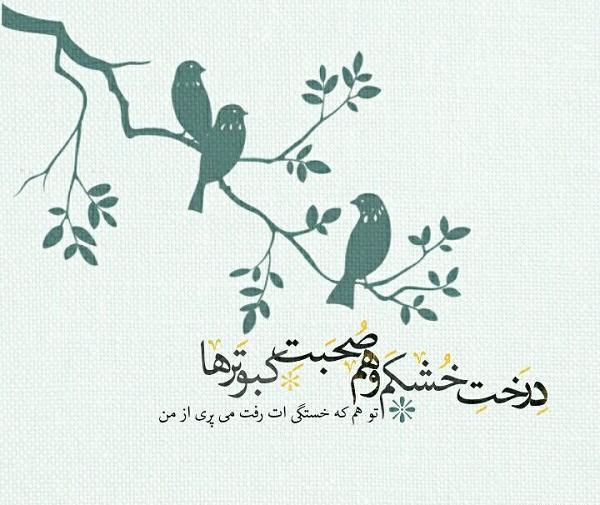 عکس پروفایل کبوتر لاتی
