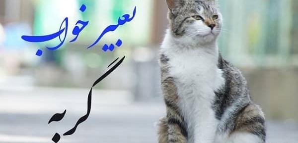 عکس گربه زیر بارون