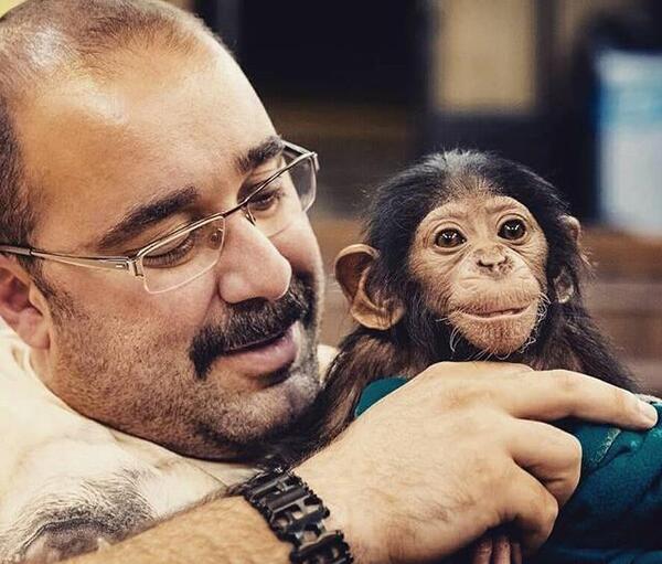 عکس شامپانزه کوچک